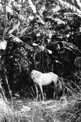 LEE HARRISON CREATIVE