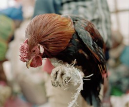 LEE HARRISON CREATIVE